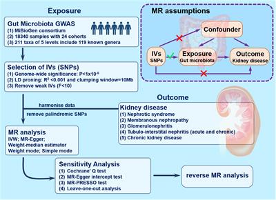 Causal relationship between gut microbiota and kidney diseases: a two-sample Mendelian randomization study